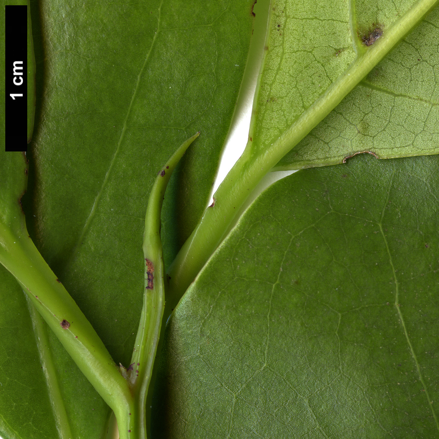 High resolution image: Family: Lauraceae - Genus: Ocotea - Taxon: foetens